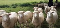 British Sheep , Sheep Farming uk