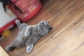 British shorhair cat sleeping on wooden floor