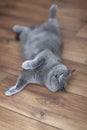 British shorhair cat sleeping on wooden floor