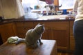 British shorhair cats on kitchen console