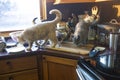 British shorhair cats on kitchen console