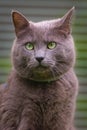 British shorhair domestic cat