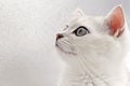 Cute Cat keep eye on alert Royalty Free Stock Photo