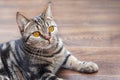 British Short hair Breed cat with bright yellow eyes lays on the wooden floor. Tebby color, indoors. Cute cat at home, family pet.