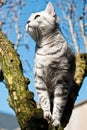 British short hair cat Royalty Free Stock Photo