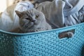 British short hair cat in a blue laundry basket with happy face. Cats love for sleep in unusual places Royalty Free Stock Photo