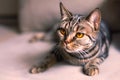 British Short hair cat breed with honey eyes Royalty Free Stock Photo