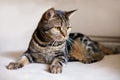 British short hair cat with bright yellow eyes lais on the beige sofa looking down. Tabby color tiger ÃÂute cat at home.