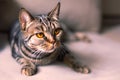 British Short hair cat breed with honey eyes Royalty Free Stock Photo