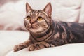 British Short hair cat breed with honey eyes Royalty Free Stock Photo