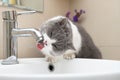 british short hair cat drinking from a water tap Royalty Free Stock Photo