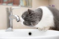 British short hair cat drinking from a water tap Royalty Free Stock Photo