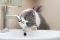 British short hair cat drinking from a water tap Royalty Free Stock Photo