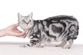 British Short hair cat gets cuddles Royalty Free Stock Photo