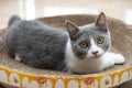 British short hair cat laying on a corrugate cat scratcher Royalty Free Stock Photo