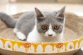 British short hair cat laying on a corrugate cat scratcher Royalty Free Stock Photo