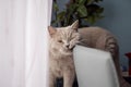 British short hair cat rubbing its face on back of a chair making funny face. Home pet Royalty Free Stock Photo