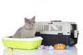 British short hair cat sitting in a litter box