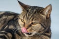 British Short hair cat with vibrant yellow eyes looks down licking with its tongue.