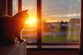 British short hair cat watching sunrise sitting by a window in a house. Warm sun light. Sun rising over houses in a street. Magic