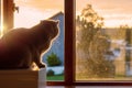 British short hair cat watching sunrise sitting by a window in a house. Warm sun light. Sun rising over houses in a street. Magic