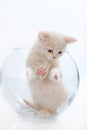 British short hair kitten in a glass box