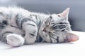 British short hair silver tabby cat sleeping