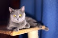 British short-haired cat Royalty Free Stock Photo