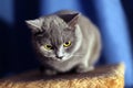 British short-haired cat Royalty Free Stock Photo