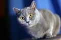 British short-haired cat Royalty Free Stock Photo