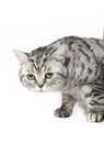 British short haired cat Royalty Free Stock Photo