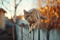 British short haired Cat Walking on Wooden Fence. Generative AI