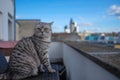 British shorthai cat on balcony