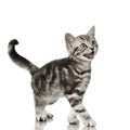 British Shorthair Royalty Free Stock Photo