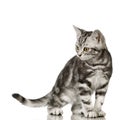 British Shorthair Royalty Free Stock Photo