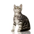 British Shorthair Royalty Free Stock Photo