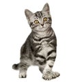 British Shorthair Royalty Free Stock Photo