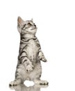 British Shorthair Royalty Free Stock Photo