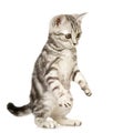 British Shorthair Royalty Free Stock Photo