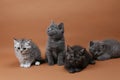 British Shorthair babies portrait isolated