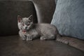 British shorthair baby cat, blue color and orange eyes, purebred young kittens cute and beautiful Royalty Free Stock Photo