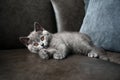 British shorthair baby cat, blue color and orange eyes, purebred young kittens cute and beautiful Royalty Free Stock Photo
