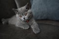 British shorthair baby cat, blue color and orange eyes, purebred young kittens cute and beautiful Royalty Free Stock Photo