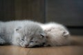 British shorthair baby cats, lilac and blue color, Pure breed and beautiful baby kittens, two cats are sleeping Royalty Free Stock Photo