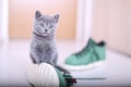 British Shorthair baby and a pair of shoes