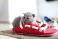 British Shorthair baby in a pair of summer slippers