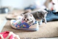 British Shorthair baby in a shoe