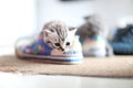 British Shorthair baby in a shoe