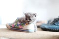 British Shorthair baby in a shoe