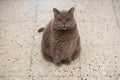 British Shorthair, big cat, sitting and looking at the camera. Royalty Free Stock Photo